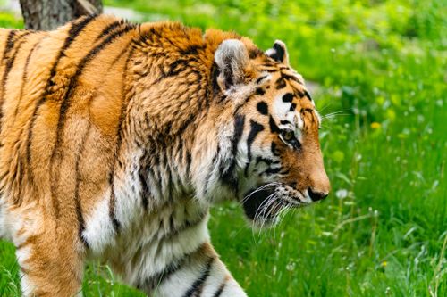 Free Close-up of a Bengal Tiger walking through vibrant green grass, showcasing its natural habitat. Stock Photo