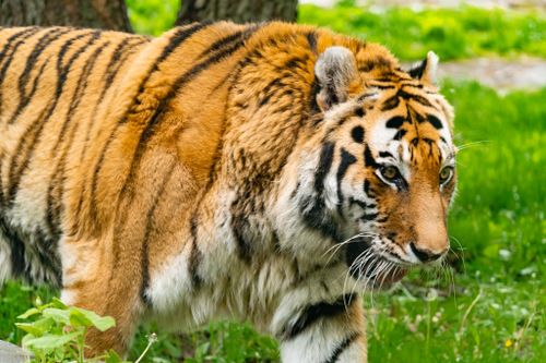 Free Detailed close-up of a tiger in nature, showcasing its vibrant fur and focused expression. Stock Photo