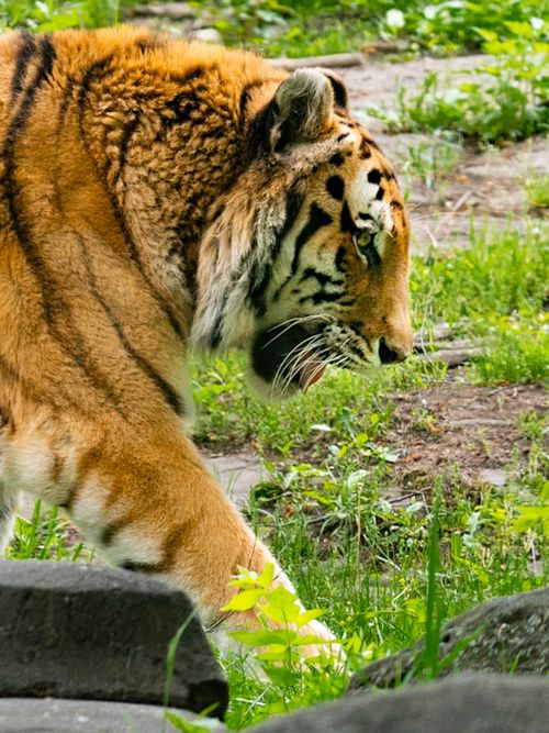 Free Close-up of a Siberian tiger walking through vibrant green foliage, showcasing its majestic features. Stock Photo
