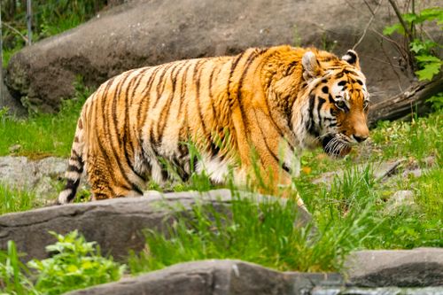 Free A Bengal tiger walking gracefully amidst lush green vegetation in its natural habitat. Stock Photo
