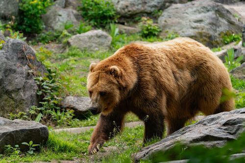 Free A majestic grizzly bear walking through a rocky, green landscape, showcasing wild beauty. Stock Photo
