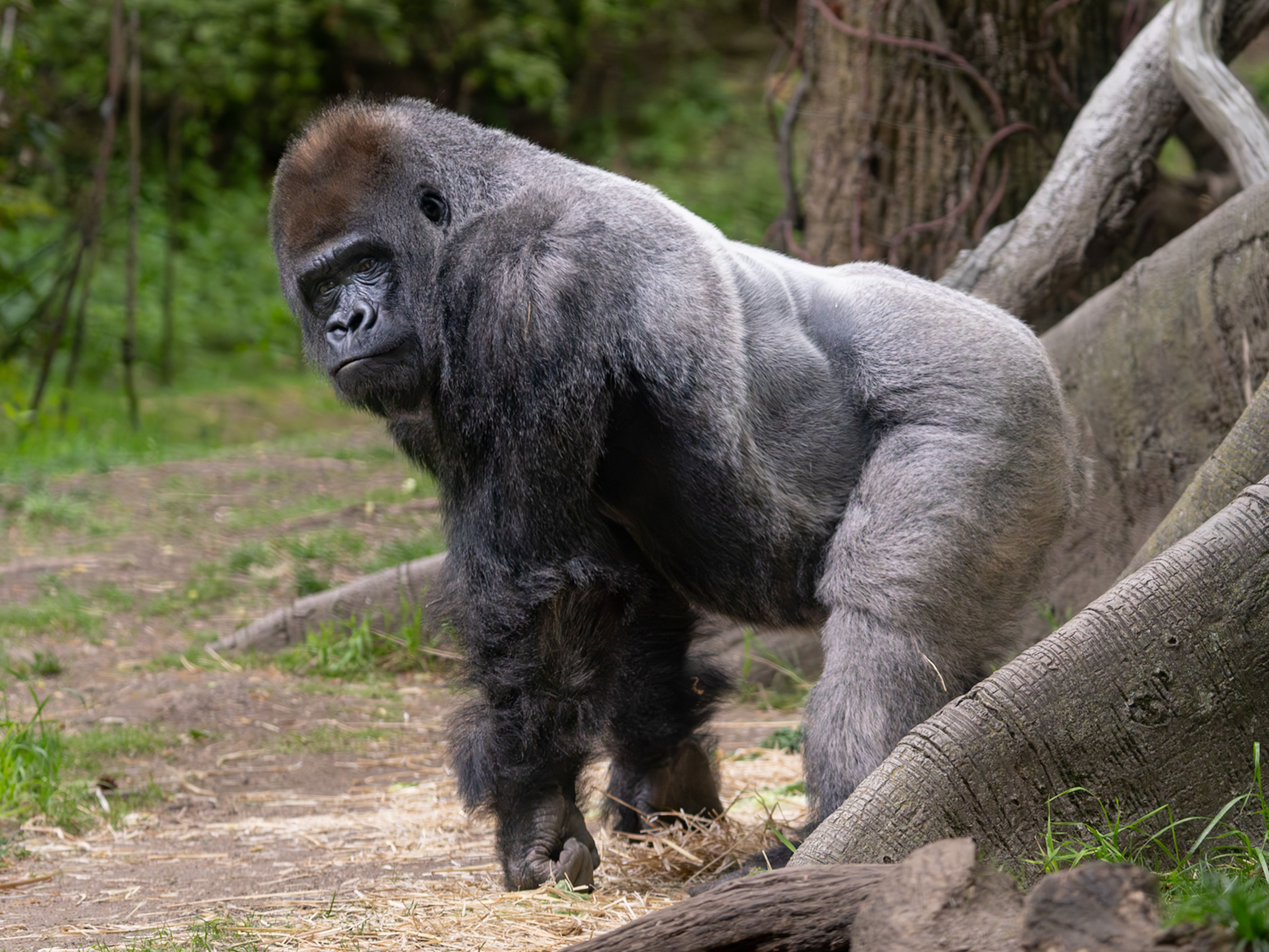 Majestic Gorilla in Natural Habitat · Free Stock Photo