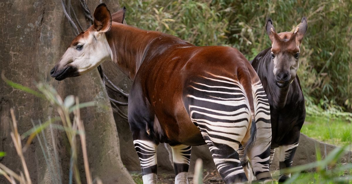 Okapi How Many Left Okapis in a Lush Forest Habitat · Free Stock Photo