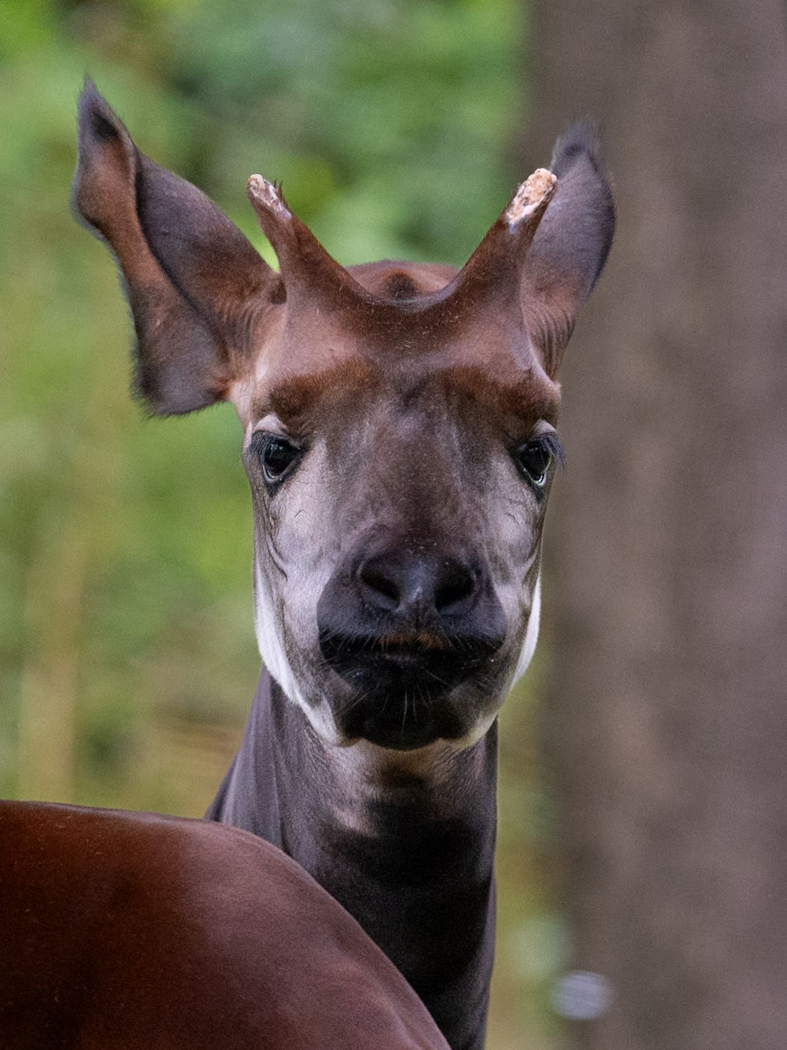Okapi Cool Okapi Photos, Download The BEST Free Okapi Stock Photos & HD Images