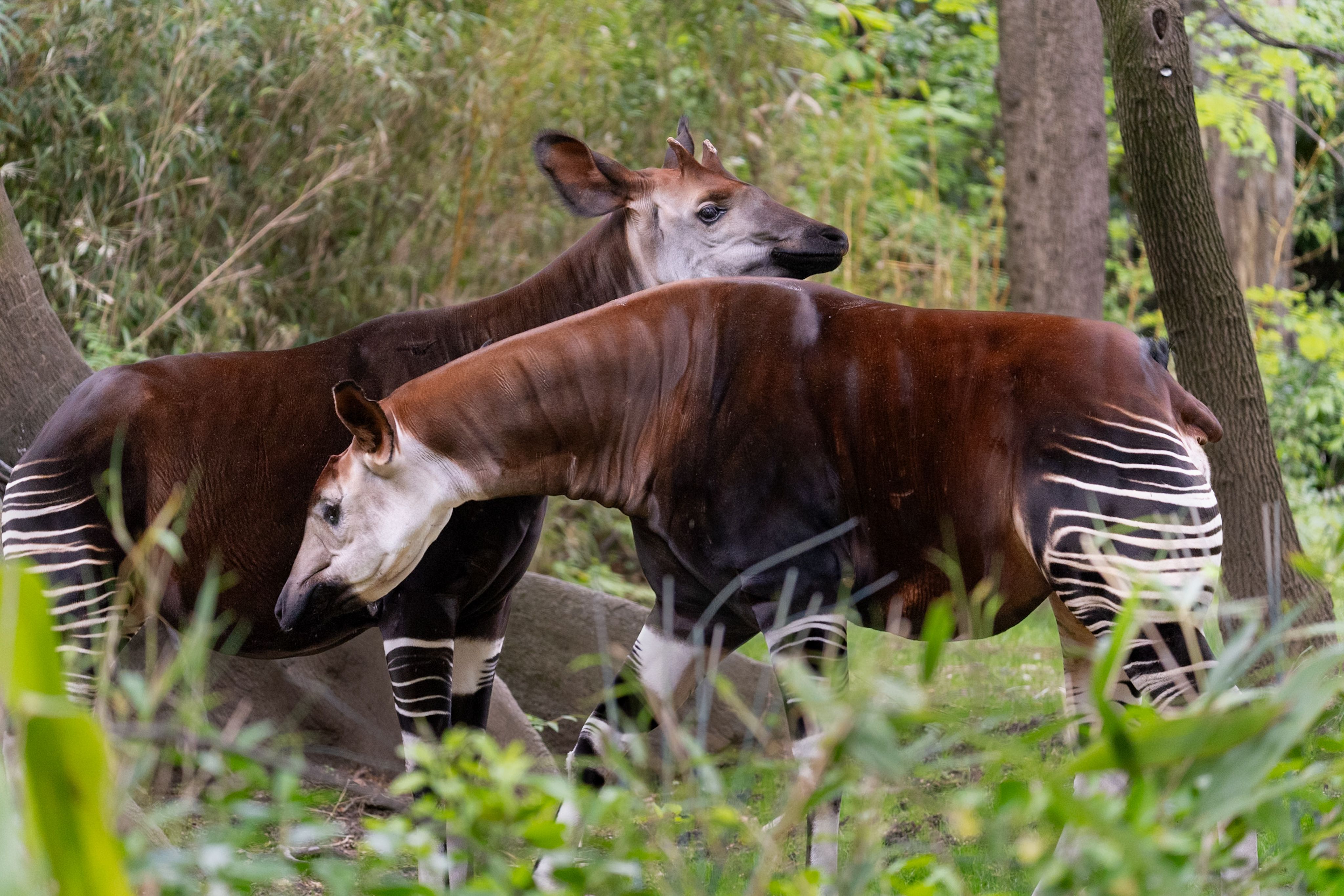 Two okapis walking in a dense forest, showcasing their unique brown and white stripes.