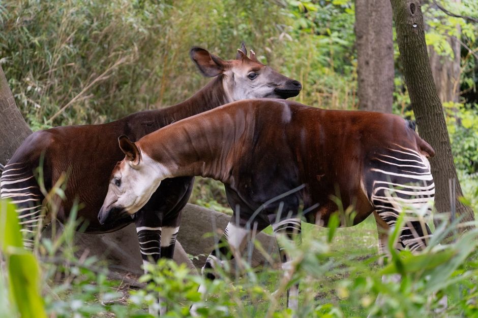 Two okapis walking in a dense forest, showcasing their unique brown and white stripes.