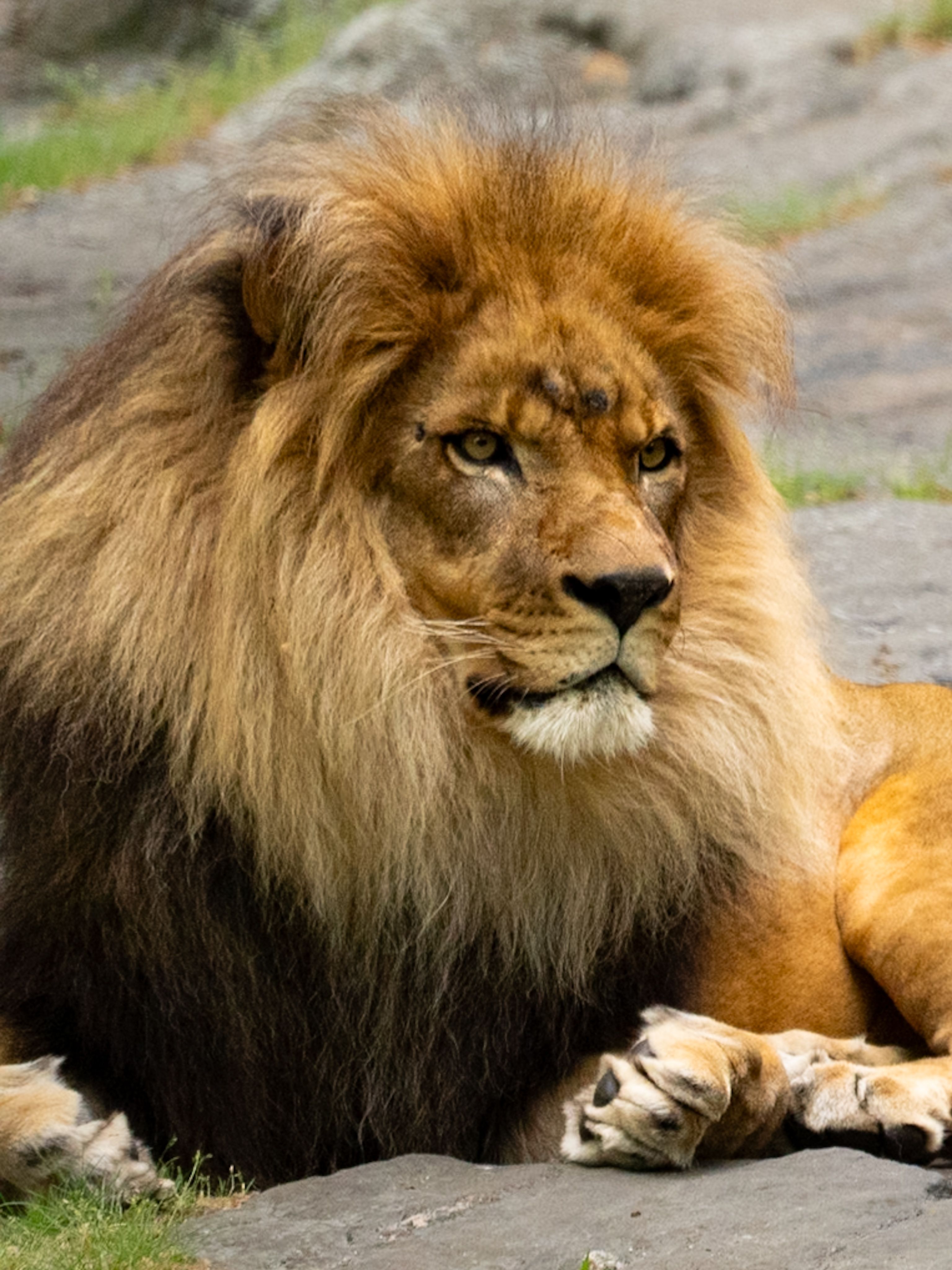 Close-up of a majestic male lion with a lush mane resting on rocky ground with a serene expression.