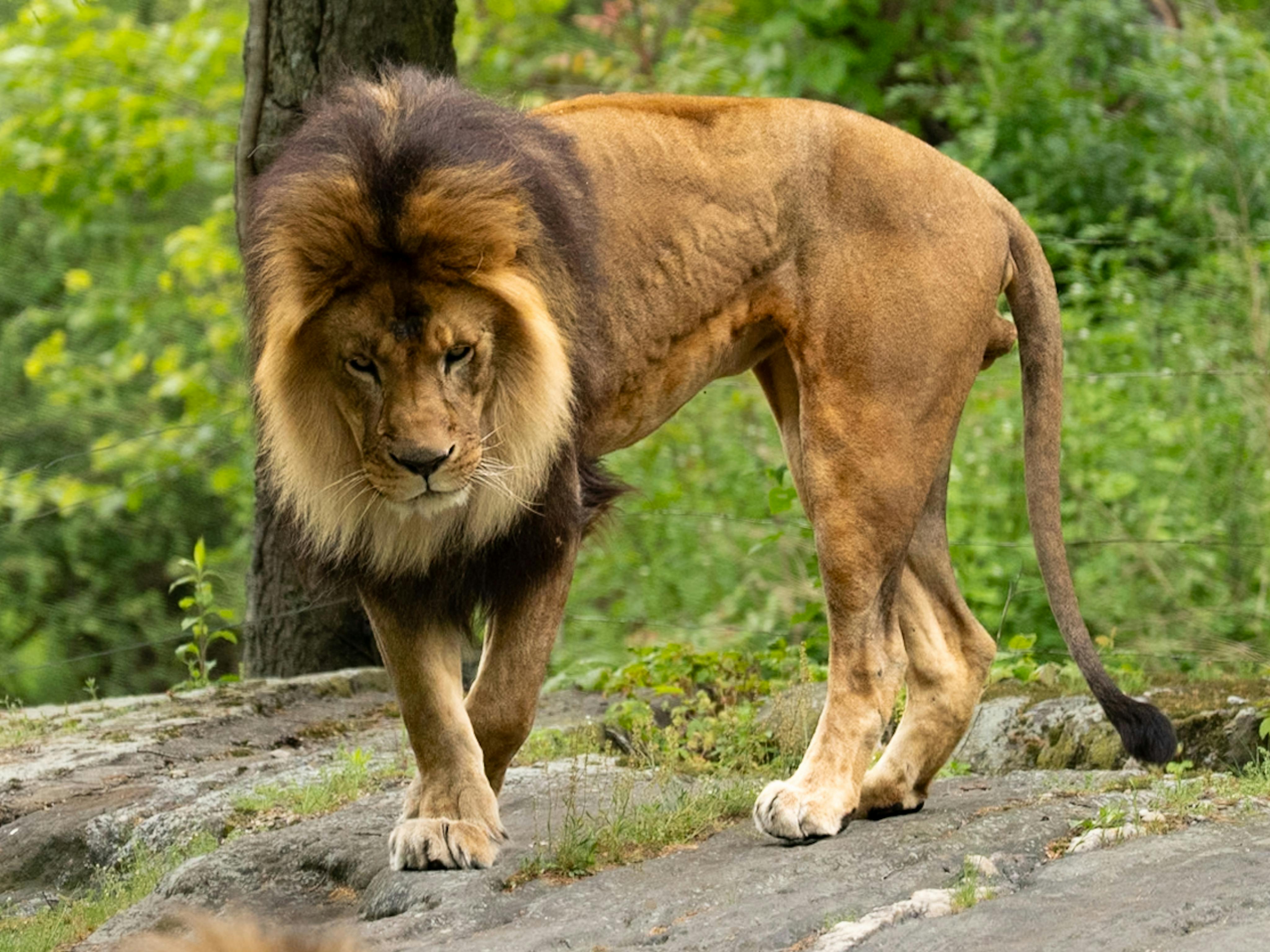 A powerful male lion walking through a lush, green forest setting.