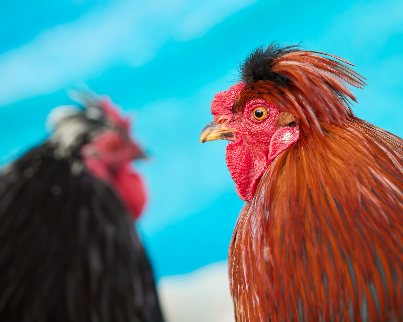 Colorful rooster portrait with detailed feathers and blue background.