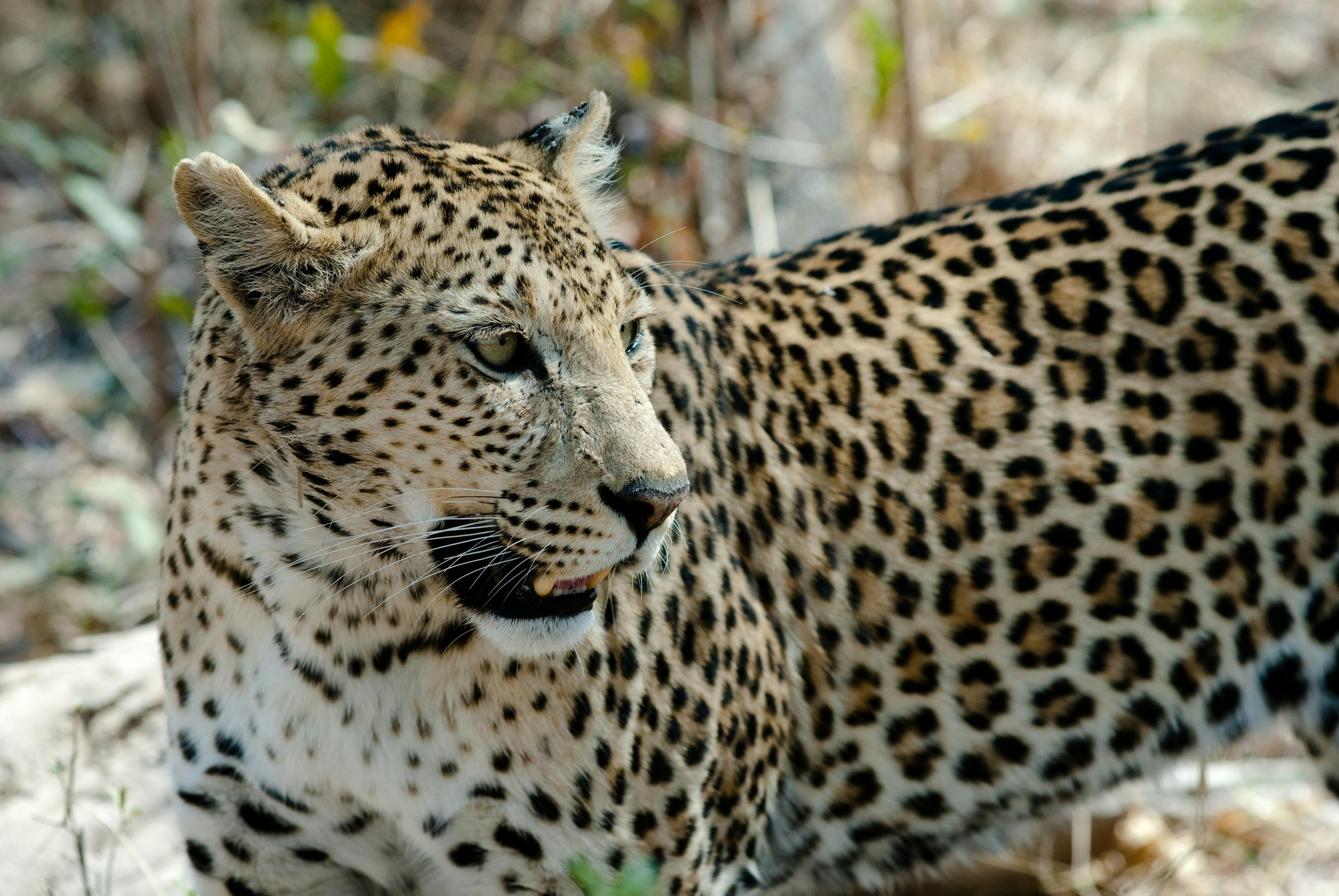 Free stock photo of africa, animal, big cat