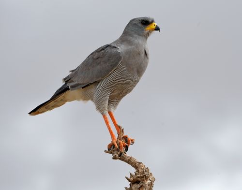 Free A Dark Chanting Goshawk (Melierax metabates) perched on a branch in African wilderness. Stock Photo