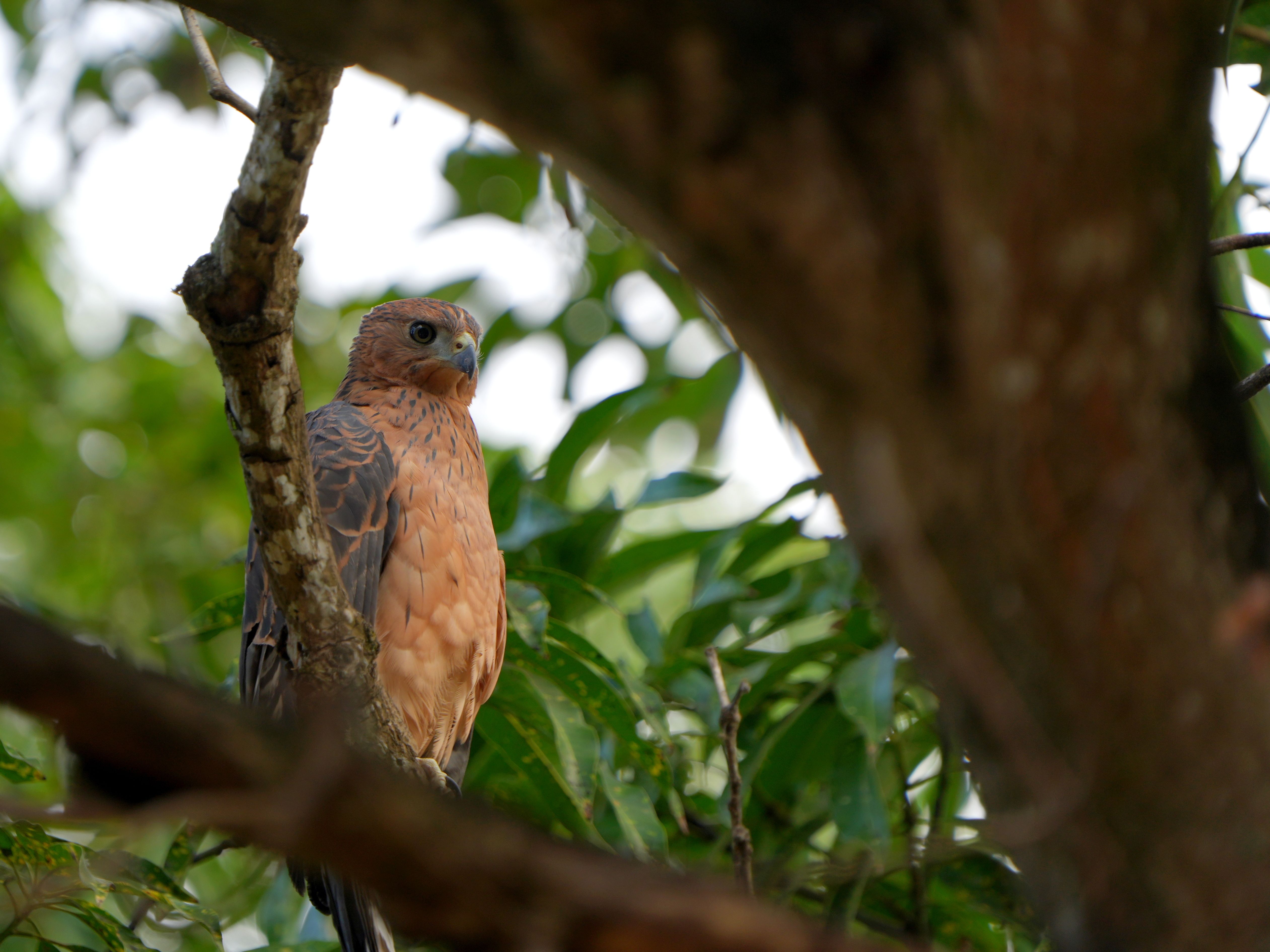 A majestic Shikra hawk perched amidst lush greenery in Malindi, Kenya.