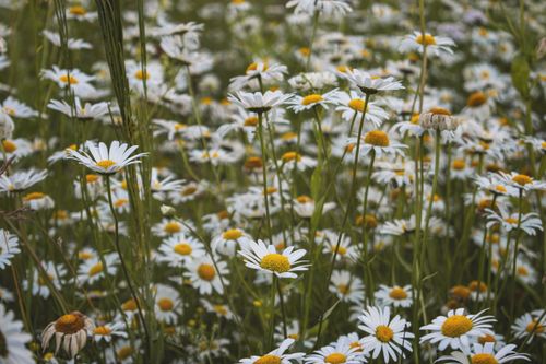 Free A vibrant meadow filled with blooming daisies, capturing the essence of spring. Stock Photo