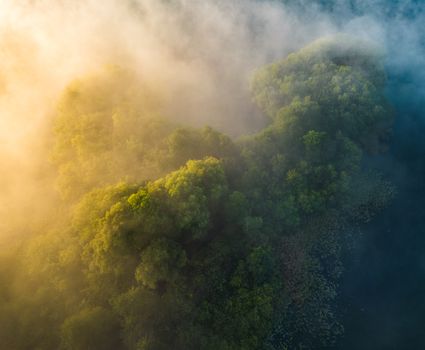 Breathtaking aerial shot of a misty forest in Pomorskie, Poland, captured at sunrise.