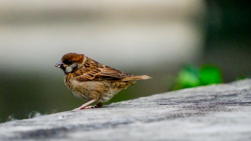 Free A close-up of an Eurasian Tree Sparrow perched on a stone surface in the New Territories, Hong Kong. Stock Photo