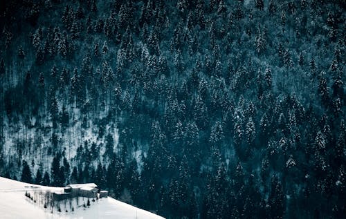 Домик возле гор с деревьями зимой