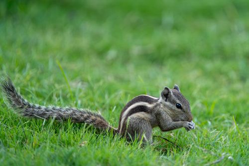 Free Close-up of an Indian palm squirrel (Funambulus palmarum) foraging in a lush green lawn in Gujarat, India. Stock Photo