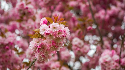 Free Vivid pink cherry blossoms in full bloom during spring, creating a dreamy floral scene. Stock Photo