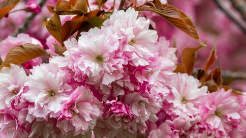 Free Close-up of blooming pink cherry blossoms creating a colorful and lush scene. Stock Photo