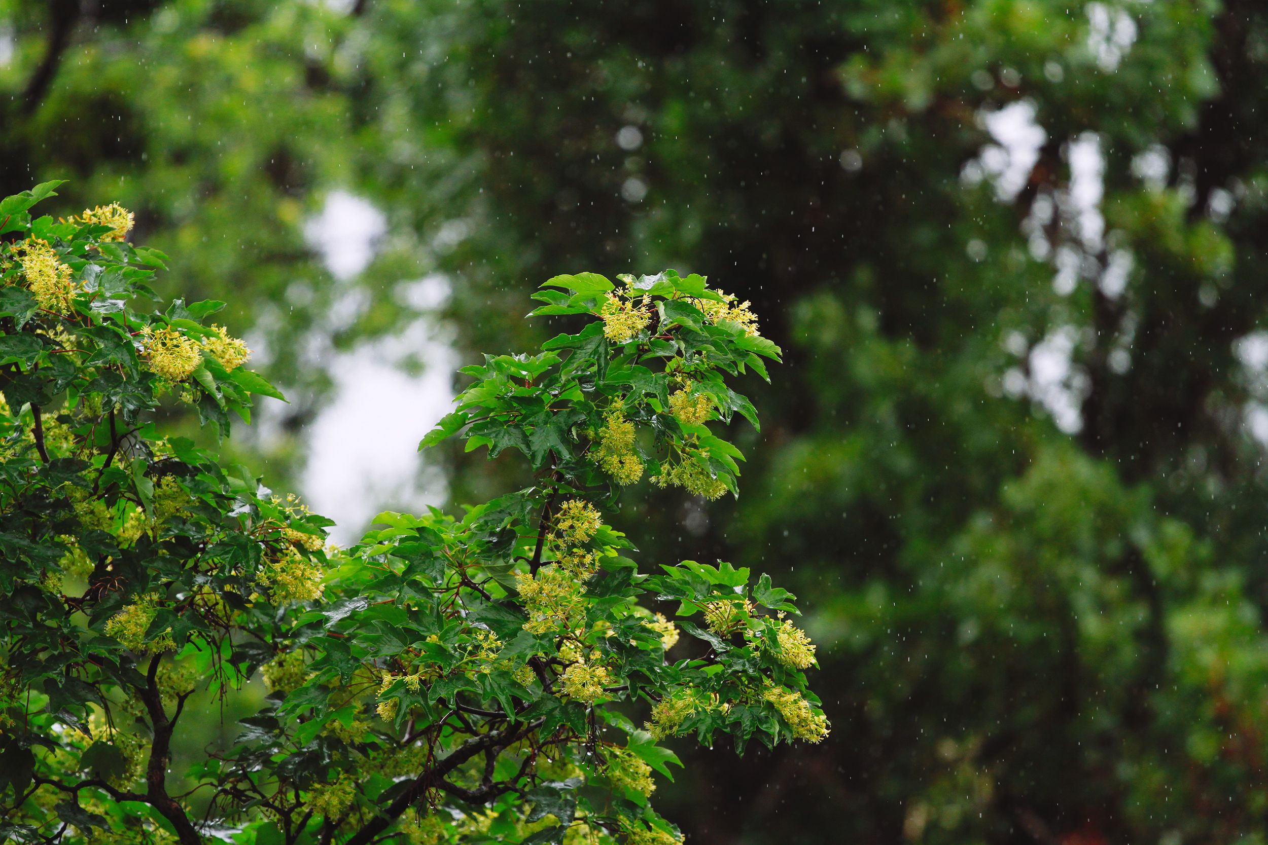Rainy Season in Bequia — Bequia travel guide photo