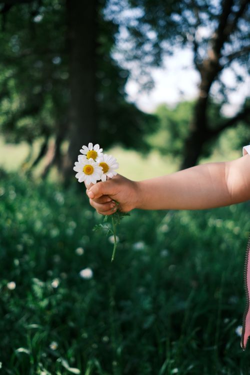 Free A child's hand holding daisies in a sunlit forest, capturing the essence of spring and nature. Stock Photo