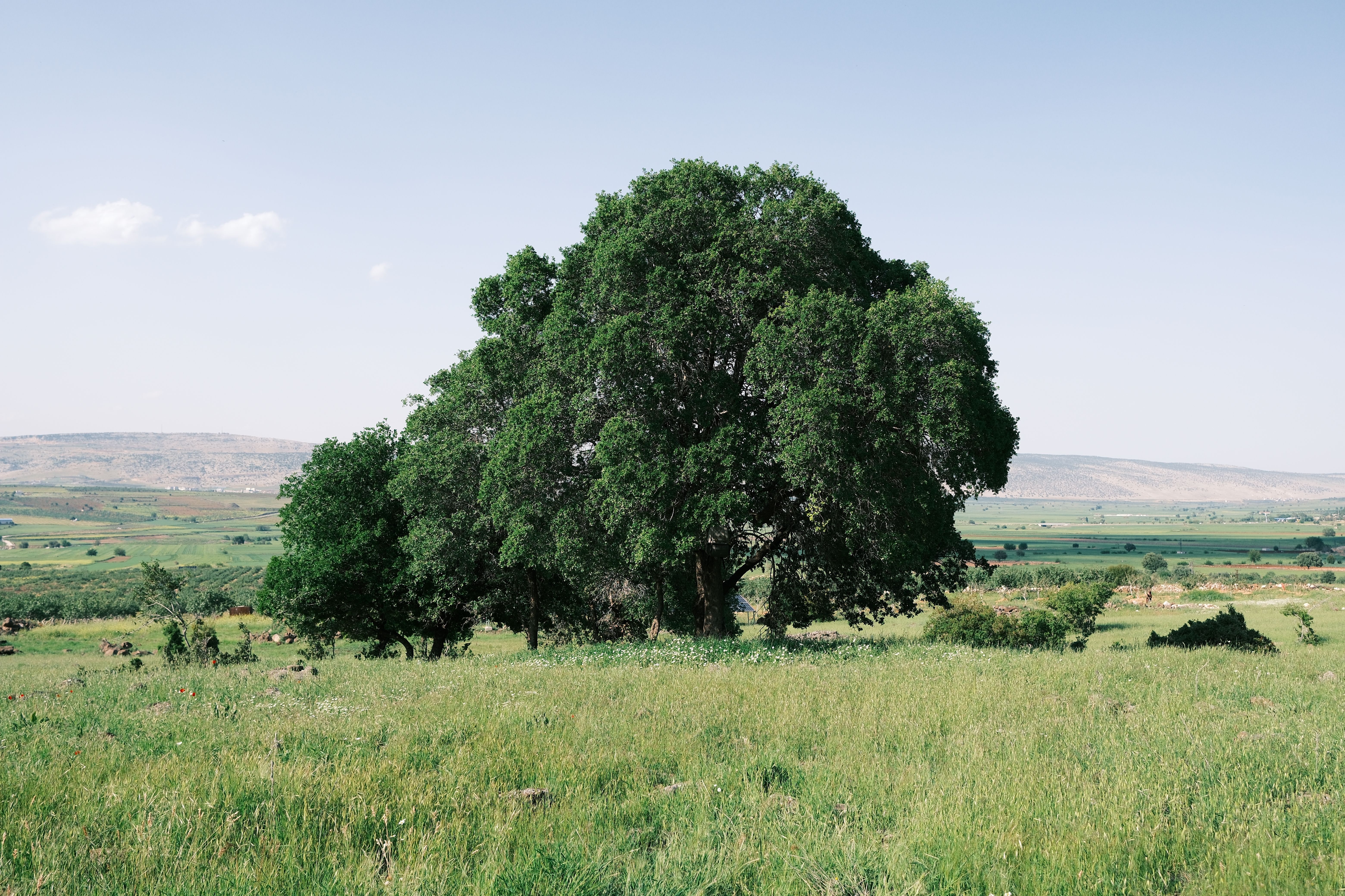 Scenic Tree in Verdant Landscape Under Blue Sky · Free Stock Photo