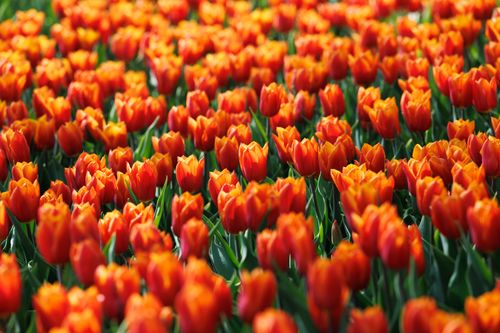 Free Vibrant orange and red tulips in full bloom, creating a colorful spring scene. Stock Photo