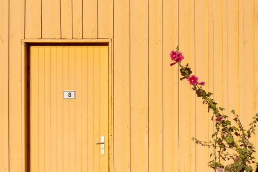 A minimalistic view of a yellow wooden door marked with number 8, accented by pink flowers on a sunny day.