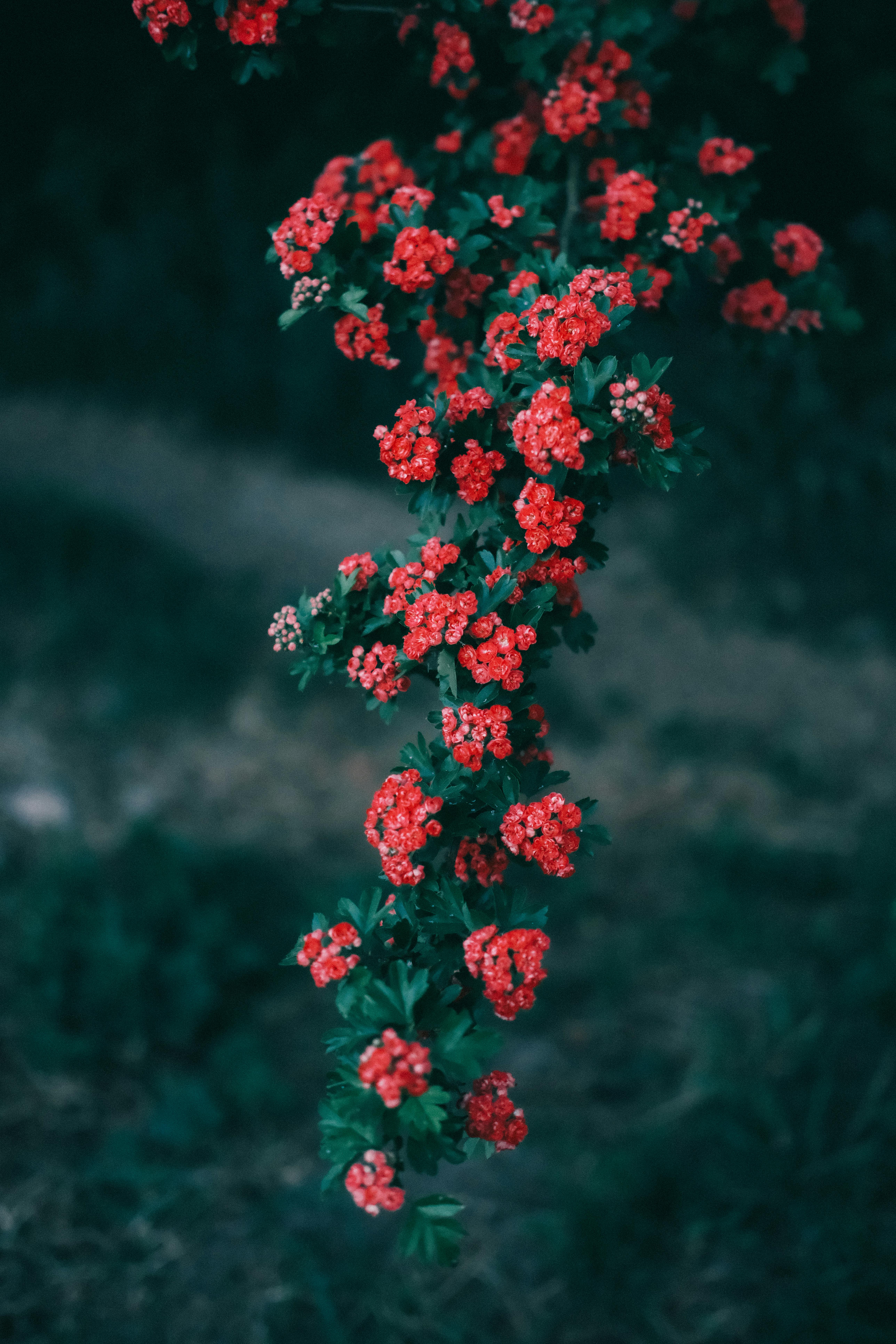 [ColoSach]-close-up-of-vibrant-red-flowers-against-deep-green-foliage,-creating-a-striking-contrast-in-an-outdoor-garden-setting.