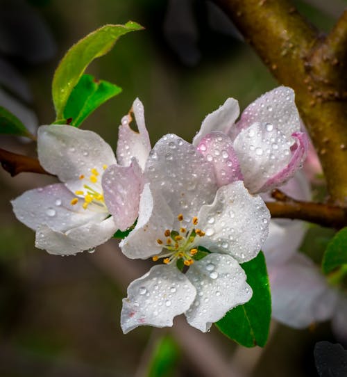 Free stock photo of flowering crab