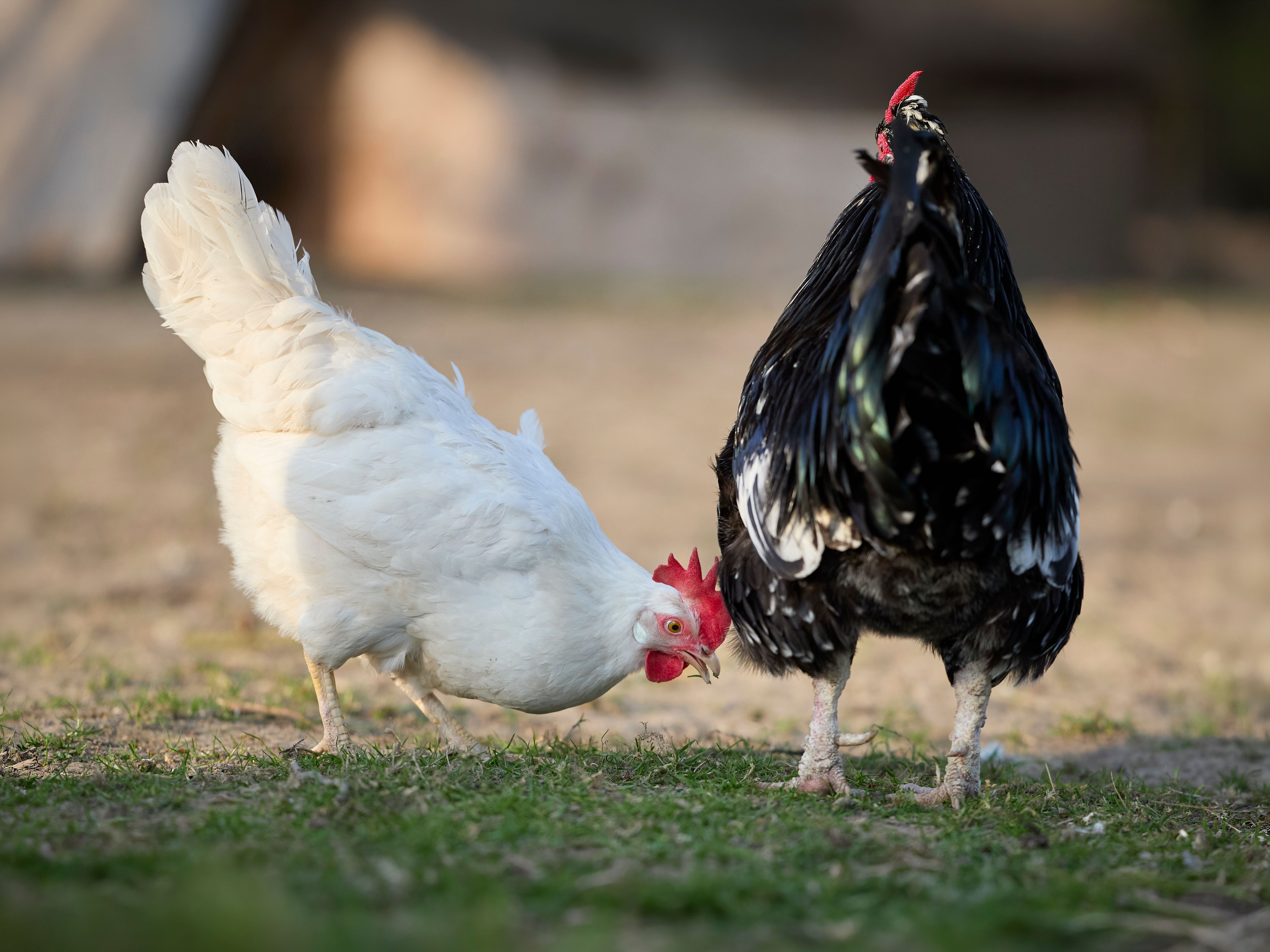 chickenhealthrelationships