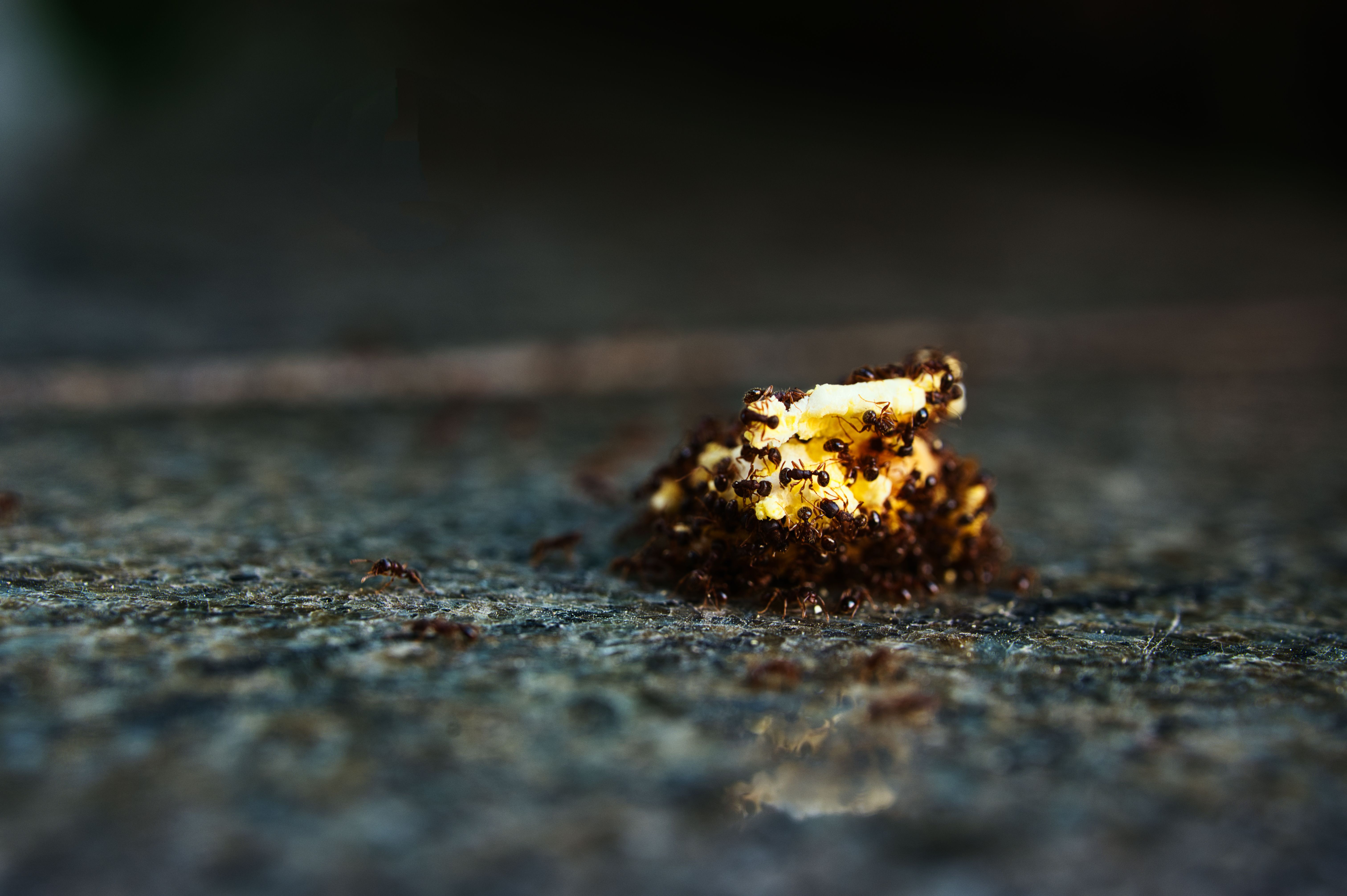 Ants swarming a piece of food — bait beats spray for ant trails