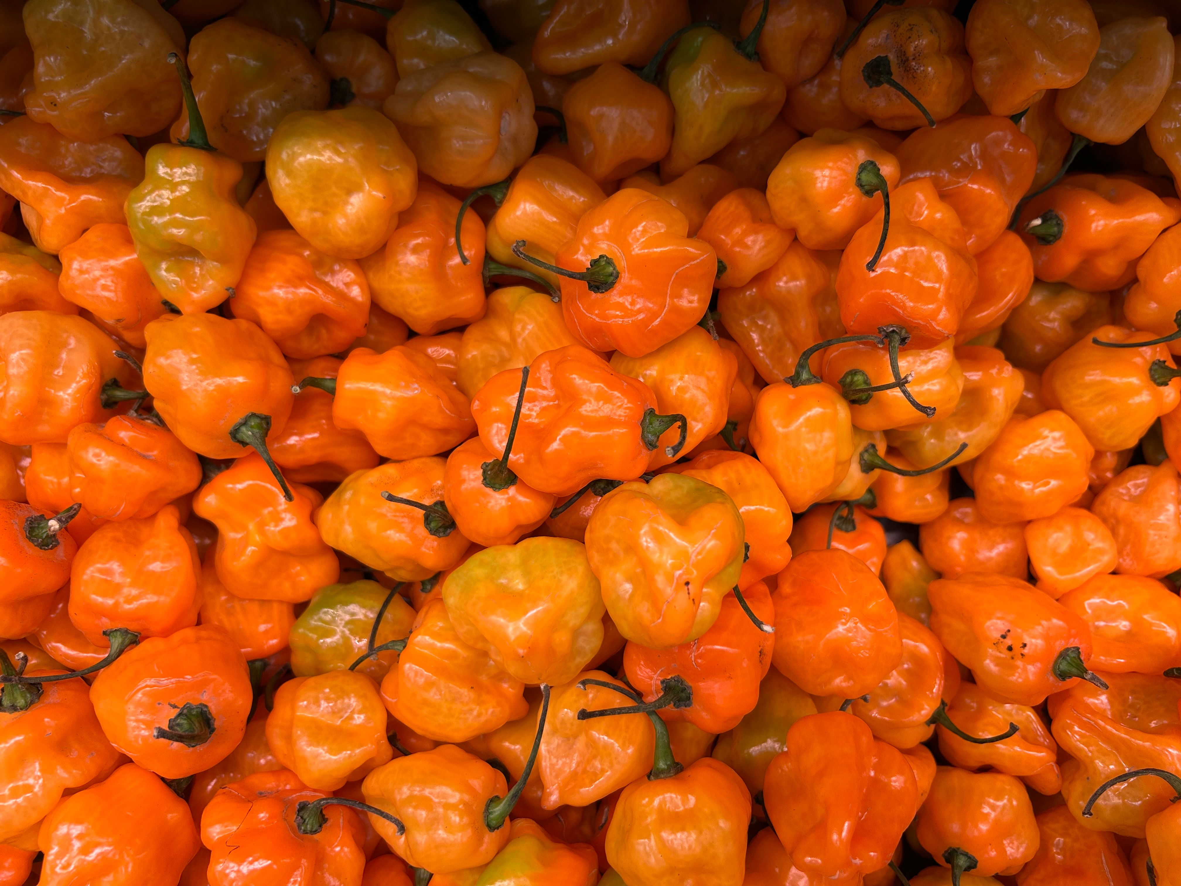 A vivid collection of ripe orange habanero peppers showcasing natural textures and color.
