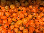 A vivid collection of ripe orange habanero peppers showcasing natural textures and color.