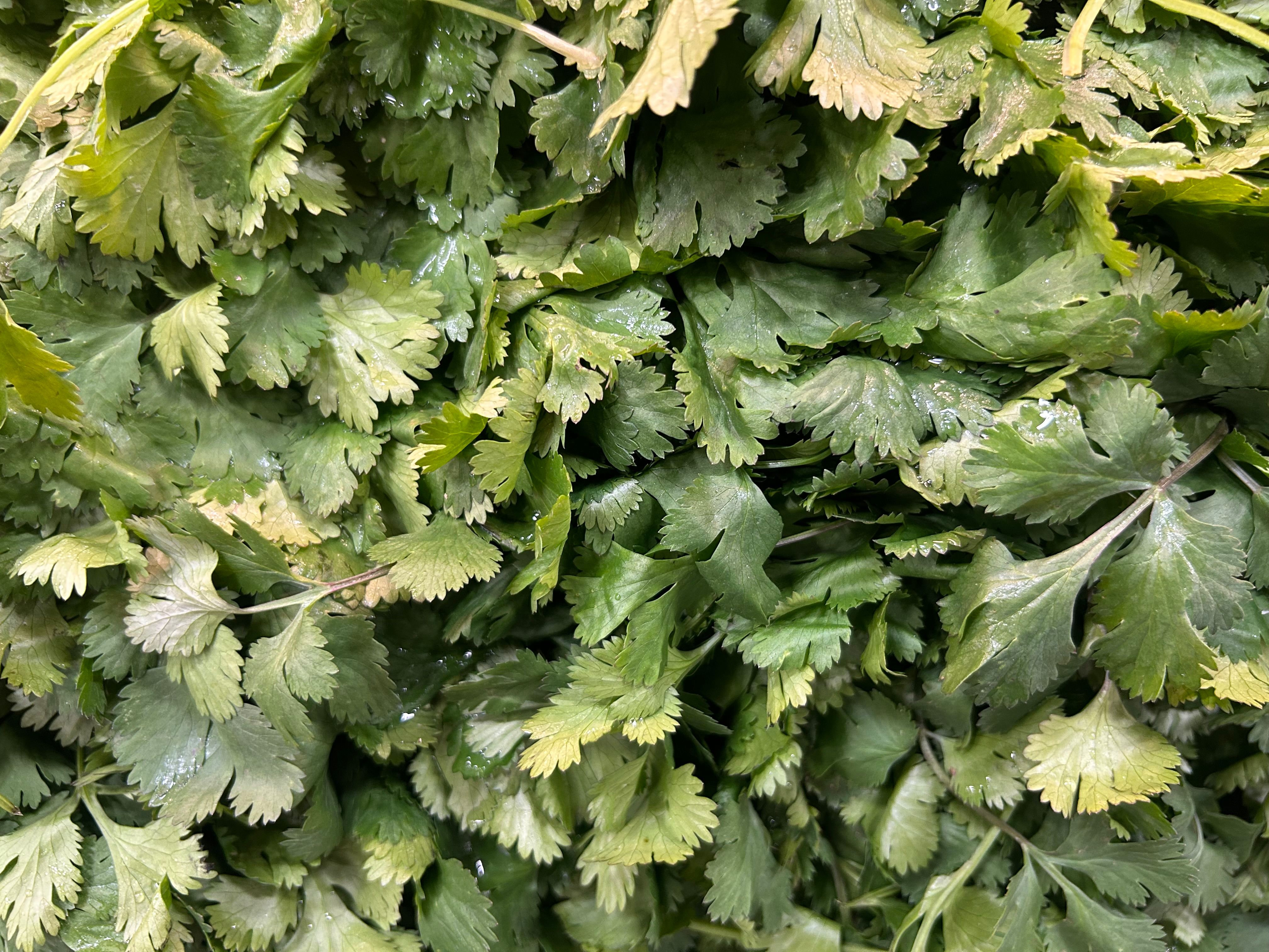 Fresh Green Cilantro Leaves Close-Up · Free Stock Photo