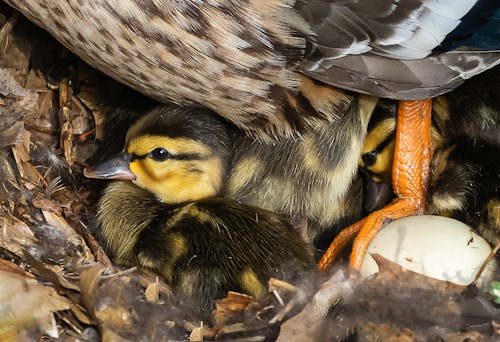 Foto profissional grátis de mãe pato e patinhos