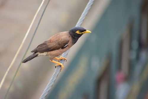 Free Close-up of a Common Myna bird perched on a wire, captured in Bangladesh. Stock Photo
