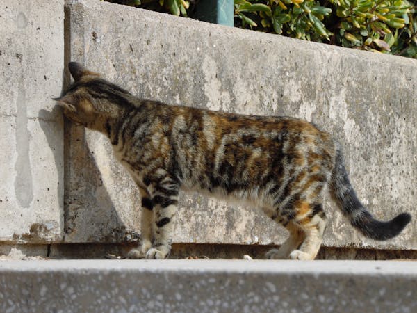 Woven Storage Basket