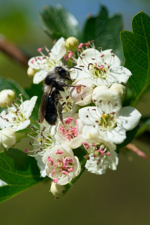 Free Close-up of a bee pollinating white hawthorn flowers outdoors, highlighting nature's beauty. Stock Photo