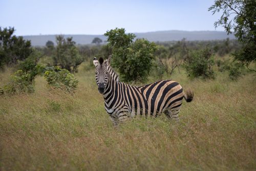 Free A zebra stands in tall grass in the African savannah, surrounded by lush greenery. Stock Photo