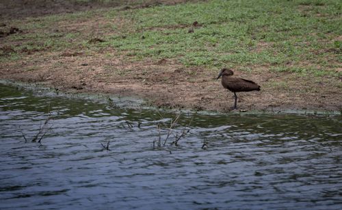 Free A solitary Hamerkop bird stands by a riverbank on a cloudy day, showcasing its unique profile. Stock Photo