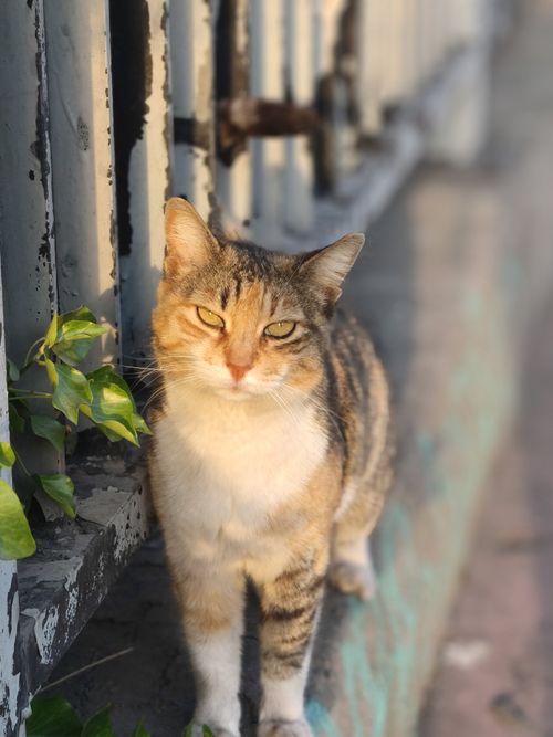 Free A stray cat basks in the warm sunlight on a street in İstanbul, Türkiye. Stock Photo