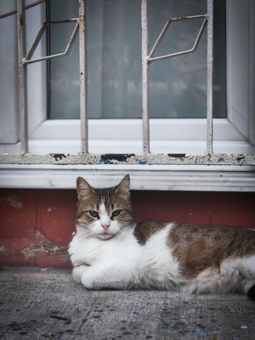 Free A serene tabby cat lounging by a window in Istanbul, showcasing urban feline life. Stock Photo