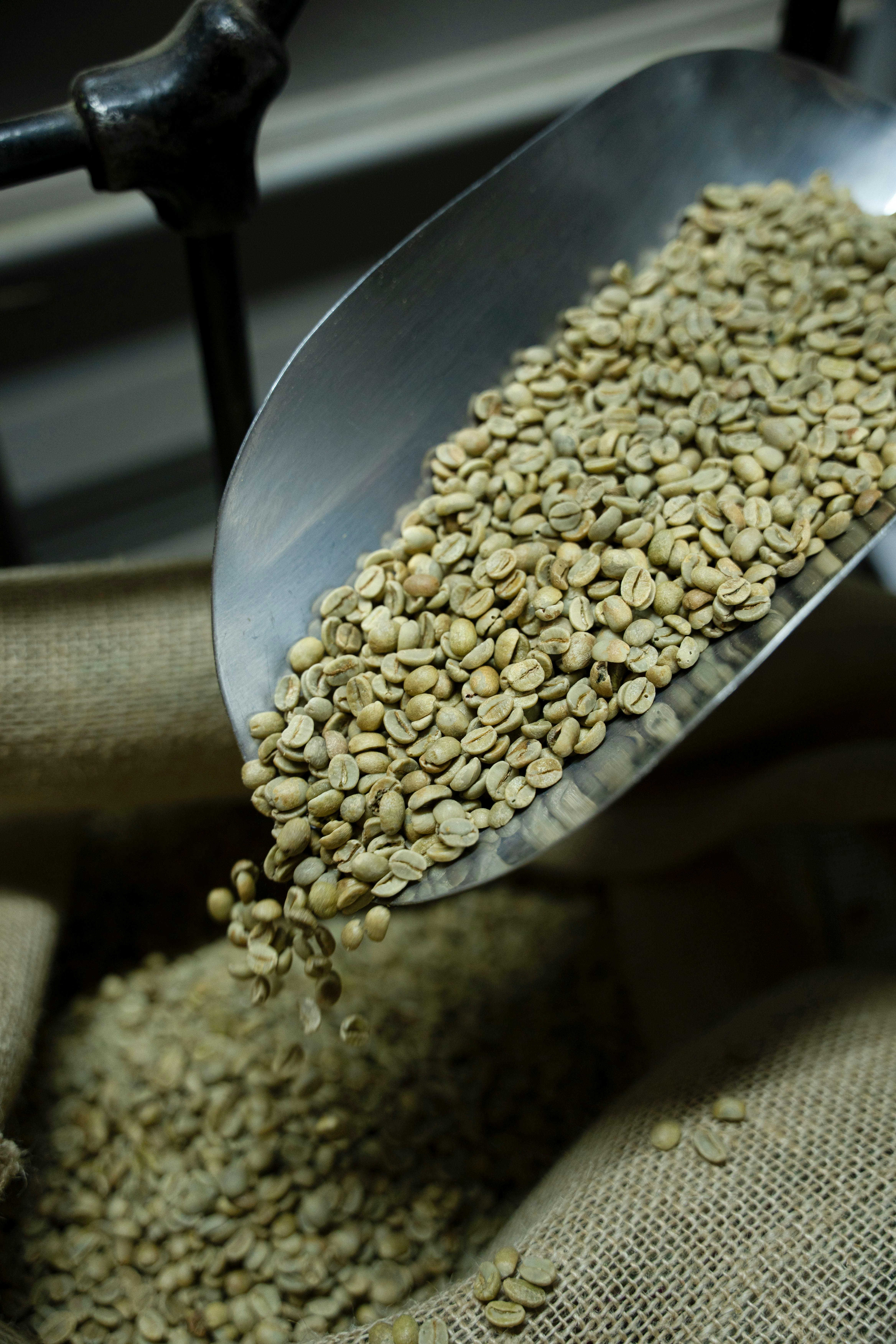 A metal scoop pouring raw green coffee beans into a burlap sack, showcasing unroasted coffee preparation.