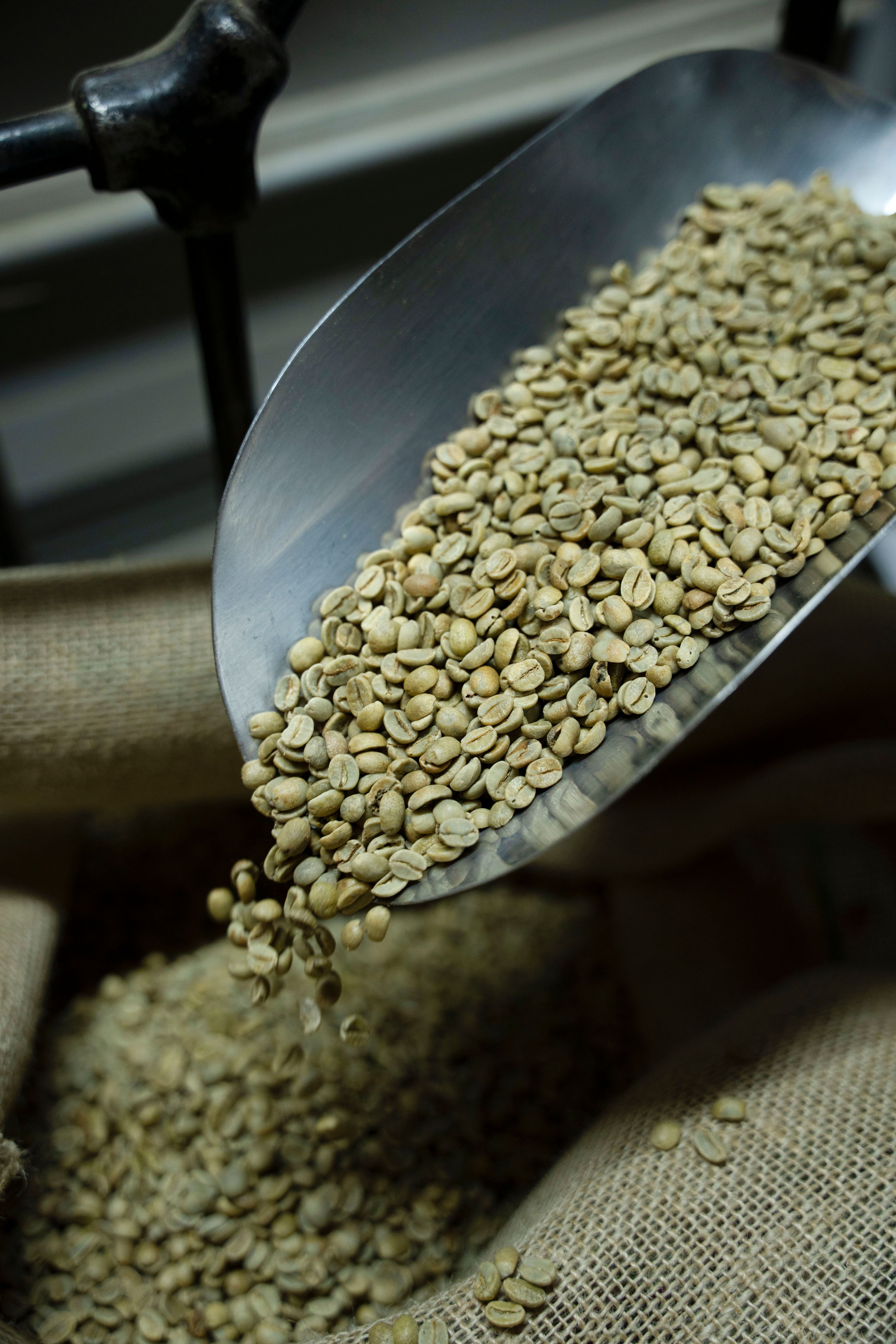 Green coffee beans being scooped into a jute sack