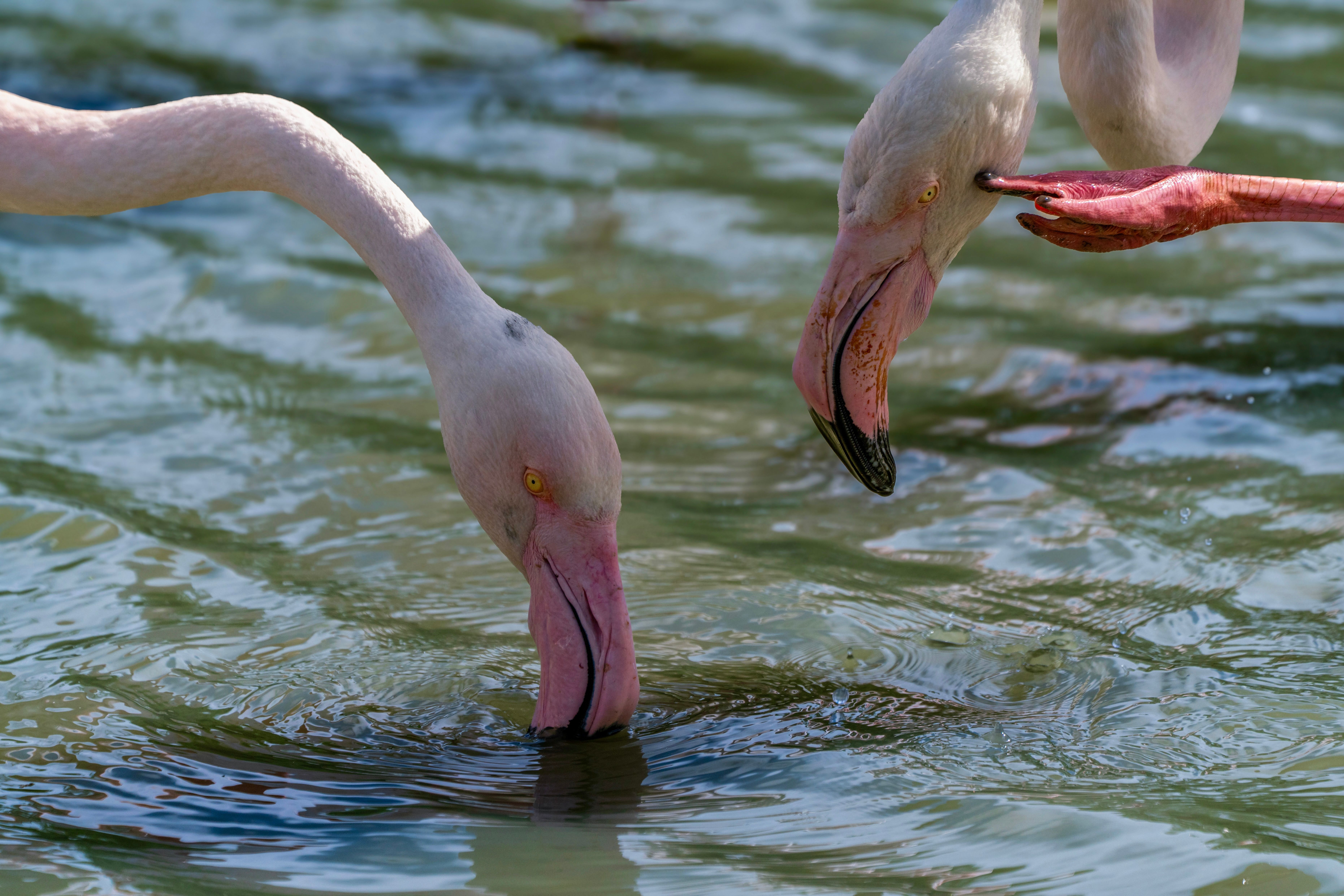 Observation des flamants roses à Oranjestad Ponds