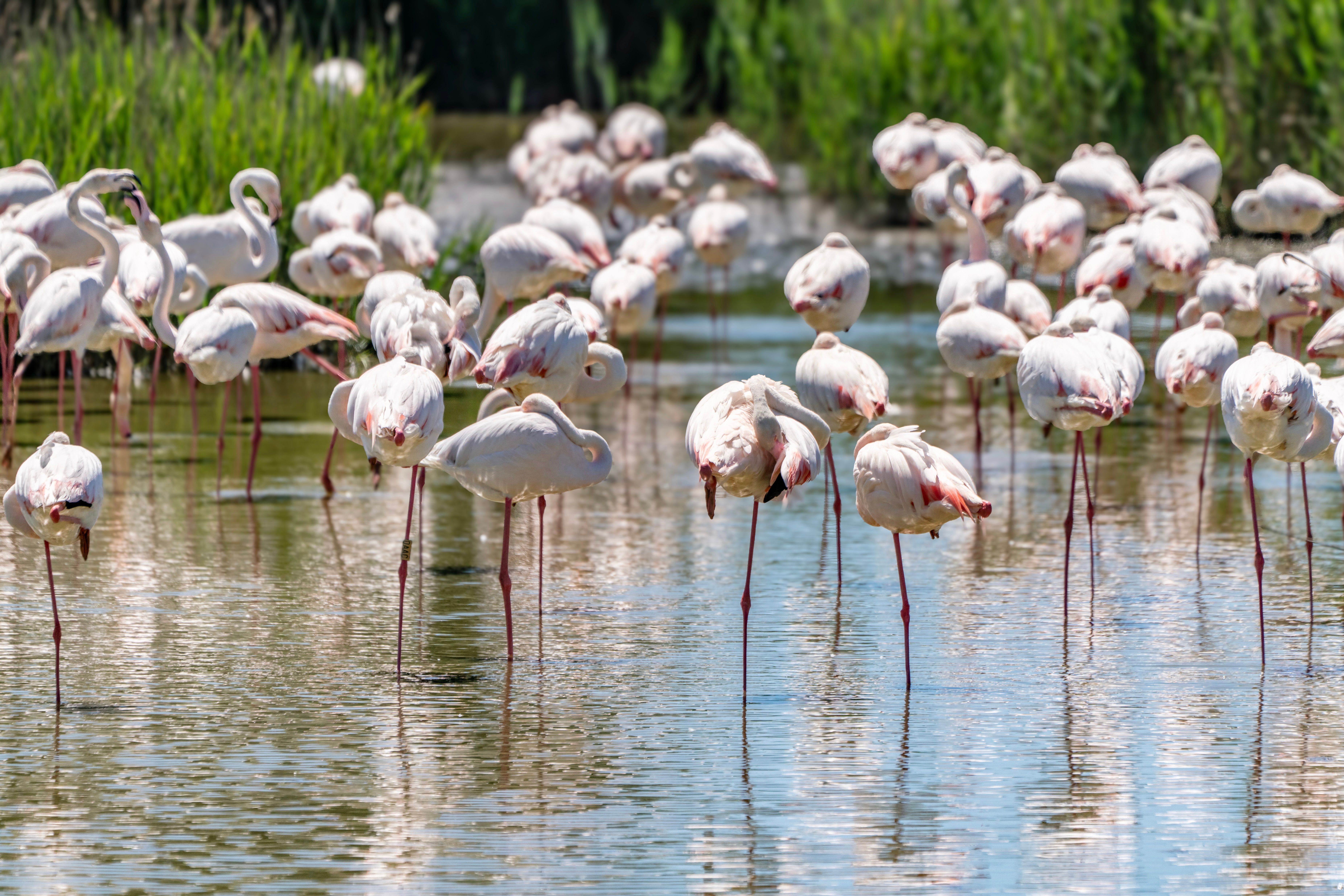 water out birds hot