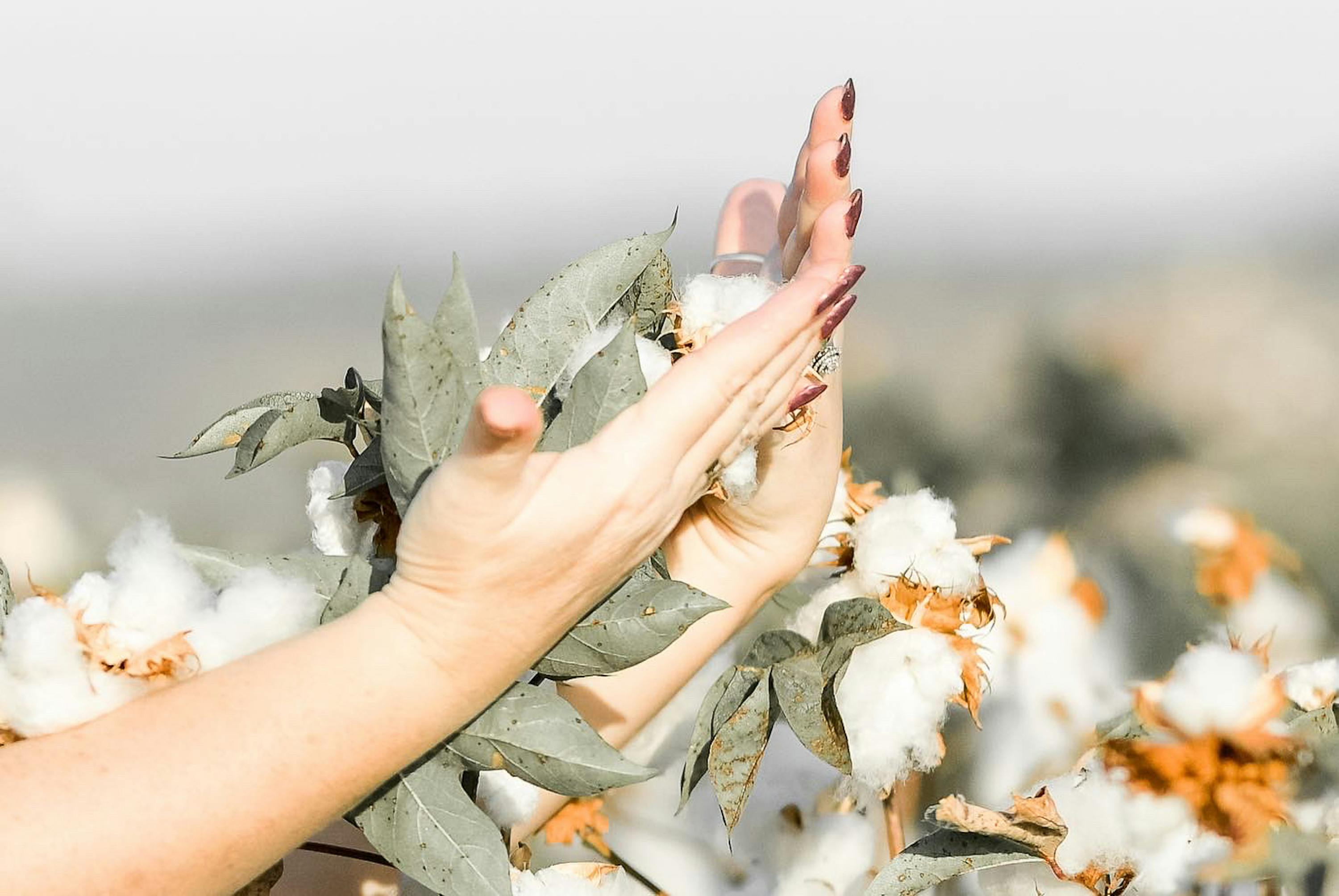 Close-up of hands gently touching cotton plants in a bright, sunlit field.