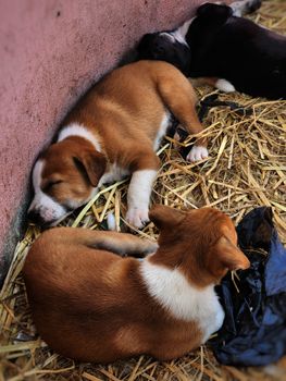 dog photo