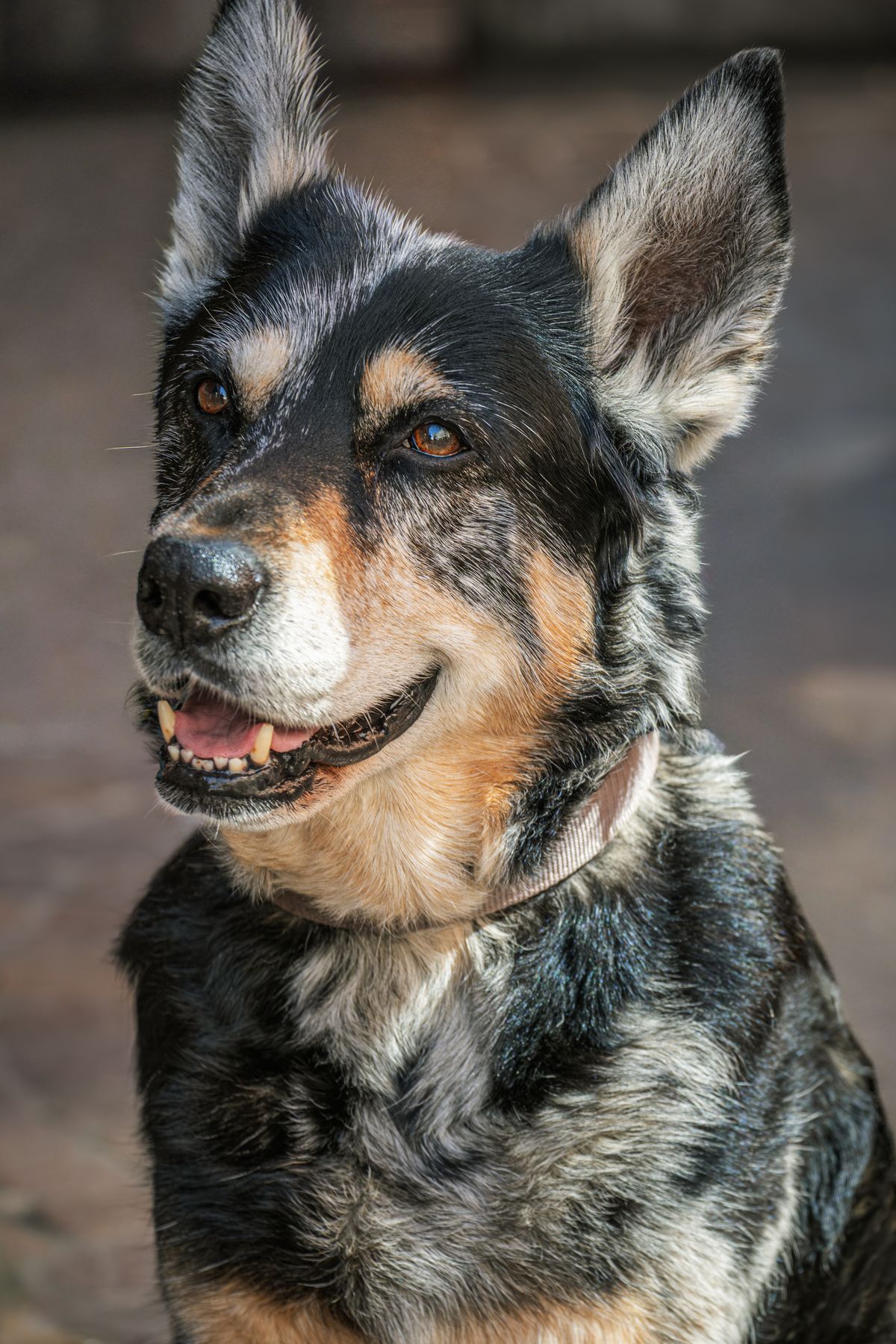 Can Dogs Eat [X]? A Complete Safety Guide for Pet Owners